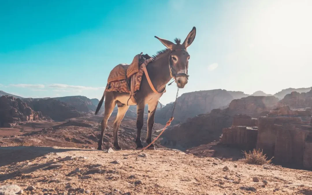 How Can a Donkey See an Angel of God?
